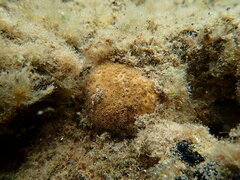 Plesiastrea versipora