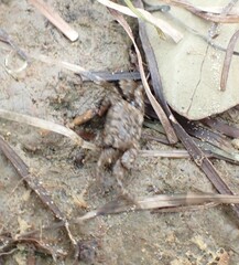 Parasesarma erythodactylum