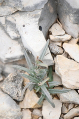 Boerhavia linearifolia