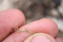 Boerhavia linearifolia