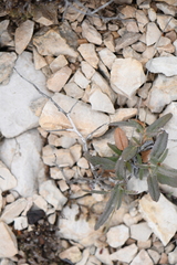 Boerhavia linearifolia