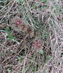 Paeonia tenuifolia