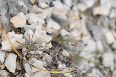 Boerhavia linearifolia