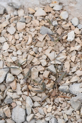 Boerhavia linearifolia