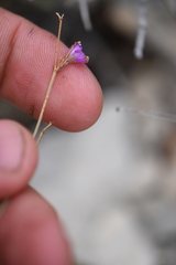 Boerhavia linearifolia