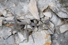 Boerhavia linearifolia