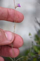 Boerhavia linearifolia
