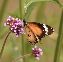 Danaus petilia