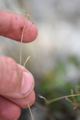 Boerhavia linearifolia