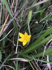 Hypoxis rigidula