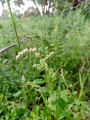 Rhagodia candolleana