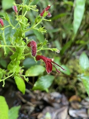 Stenostephanus lugonis