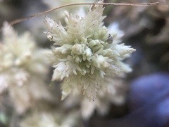 Sphagnum perichaetiale