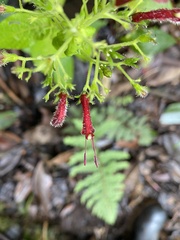 Stenostephanus lugonis