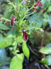 Stenostephanus lugonis