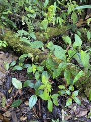 Stenostephanus lugonis