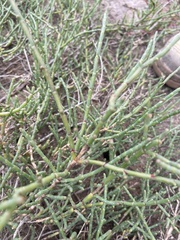 Tecticornia pergranulata