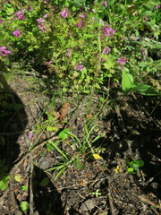 Spiranthes australis