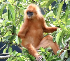 Presbytis rubicunda