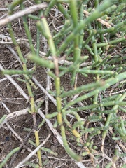 Tecticornia pergranulata