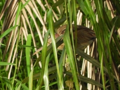 Ixobrychus sinensis