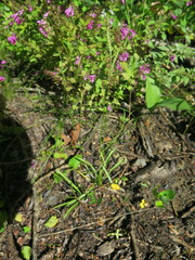 Spiranthes australis
