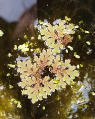 Azolla rubra