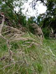 Austrostipa