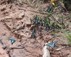 Graphium policenes