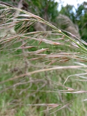 Austrostipa