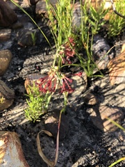 Codonorhiza micrantha