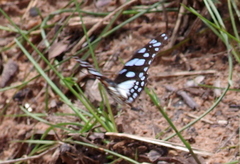 Graphium leonidas