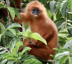 Presbytis rubicunda