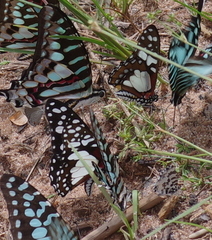 Graphium schaffgotschi