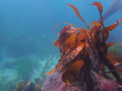 Heterostichus rostratus