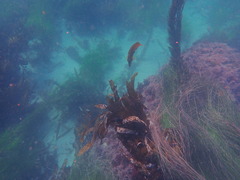 Heterostichus rostratus