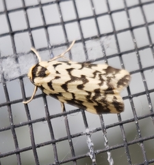 Goniosema anguliscripta