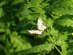 Lomaspilis marginata