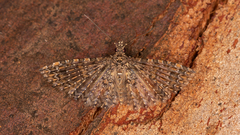 Alucita phricodes