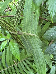 Sphaerostephanos taiwanensis