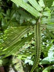 Sphaerostephanos taiwanensis