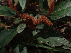 Lasiopetalum macrophyllum