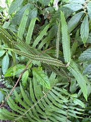 Sphaerostephanos taiwanensis