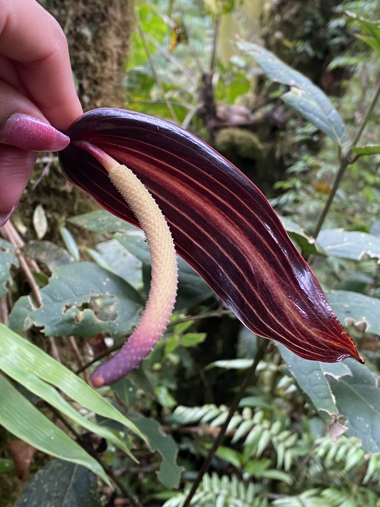 Anthurium variegatum 4