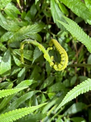 Sphaerostephanos taiwanensis