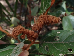 Lasiopetalum macrophyllum