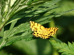 Pseudopanthera macularia