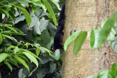 Callosciurus prevostii pluto