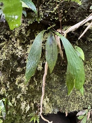 Antrophyum formosanum