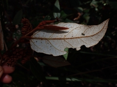 Lasiopetalum macrophyllum